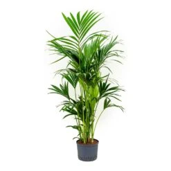 Howea - Kentia Palm - HydroCare 26 Howea - Kentia Palm - HydroCare -Plant potted plants Howea Kentia Palm Indoor Plant Hydroculture 25 19 150cm