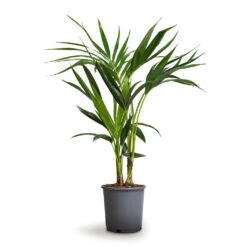 Howea Forsteriana - Kentia Palm -Plant potted plants Howea forsteriana Kentia Palm 17x70cm