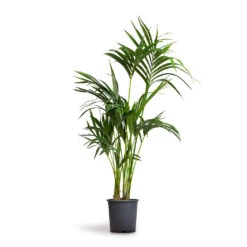 Howea Forsteriana - Kentia Palm -Plant potted plants Howea forsteriana Kentia Palm 21x100cm