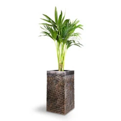 Howea Forsteriana - Kentia Palm -Plant potted plants Howea forsteriana Kentia Palm 21x100cm Luxe Lite Layer Square Planter Bronze 27x27x50cm 1 932ca657 2631 4f07 a10f 66b9f355ce06