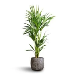 Howea Forsteriana - Kentia Palm -Plant potted plants Howea forsteriana Kentia Palm 24x130cm Feico Plant Pot Metal Black 30x26cm 6f6c0580 98b6 42cc af70 361761182d90