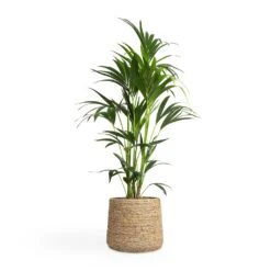 Howea Forsteriana - Kentia Palm -Plant potted plants Howea forsteriana Kentia Palm 24x130cm Patt Plant Pot Straw Grass 35x30cm