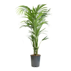 Howea Forsteriana - Kentia Palm -Plant potted plants Howea forsteriana Kentia Palm 24x140cm