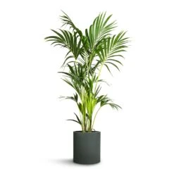 Max Refined Planter - Pine Green 20 Max Refined Planter - Pine Green -Plant potted plants Howea forsteriana Kentia Palm 24x140cm Max Refined Planter Pine Green 29x29.5cm d219f516 3662 4542 8c23 bce42ddb7dd7