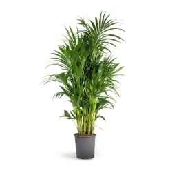 Howea Forsteriana - Kentia Palm -Plant potted plants Howea forsteriana Kentia Palm 27x150cm b308ec08 0cce 4f4f acf8 35138eebfc3a
