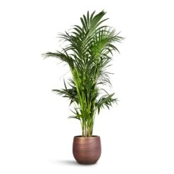 Howea Forsteriana - Kentia Palm -Plant potted plants Howea forsteriana Kentia Palm 27x160cm Lydia Plant Pot Shiny Purple 36x32cm