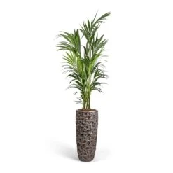 Howea Forsteriana - Kentia Palm -Plant potted plants Howea forsteriana Kentia Palm 27x170cm Luxe Lite Moon Partner Planter Bronze 33x70cm b1b4042f b127 474f 9c4a e719658d9173