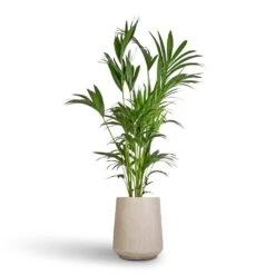 Howea Forsteriana - Kentia Palm -Plant potted plants Howea forsteriana Kentia Palm 27x170cm Raindrop Tube High Round Planter Stone 37x42cm 93e04eda 2fdf 41ee 9dfe 2ee2d548443f