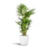 Howea Forsteriana - Kentia Palm -Plant potted plants Howea forsteriana Kentia Palm 32x160cm Bucket Refined Planter Natural White 50x40cm