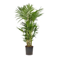 Howea Forsteriana - Kentia Palm -Plant potted plants Howea forsteriana Kentia Palm 32x160cm d53efb47 23d5 4288 945d 582abb708a4d