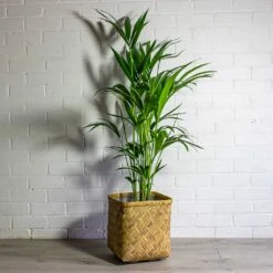 Howea Forsteriana - Kentia Palm -Plant potted plants Howea forsteriana Kentia Palm Kobe Bamboo Planter