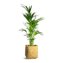 Howea Forsteriana - Kentia Palm -Plant potted plants Howea forsteriana Kentia Palm Kobe Bamboo Planter plant pot