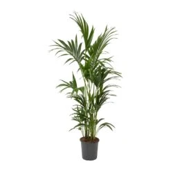 Howea Forsteriana - Kentia Palm -Plant potted plants Howea forsteriana Kentia Palm Large
