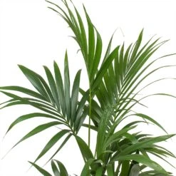 Howea - Kentia Palm - HydroCare 24 Howea - Kentia Palm - HydroCare -Plant potted plants Howea forsteriana Kentia Palm Leaves Large 7e92d308 0d3b 4cd5 a867 16860fc2a4fc
