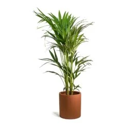 Max Refined Planter - Canyon Orange -Plant potted plants Howea forsteriana Kentia Palm Max Refined Planter Canyon Orange 9de8b94b 8e23 44f1 aa6f 0d16a28e7f8a