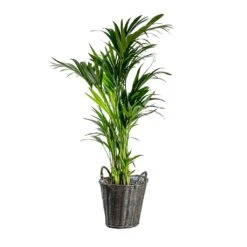 Nanna Wikr Plant Basket - Dark Brown -Plant potted plants Howea forsteriana Kentia Palm Nanna Wikr Plant Basket dark brown d92ed21a 0c8b 4ebc a04d 94c0555e7386