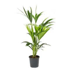 Howea Forsteriana - Kentia Palm -Plant potted plants Howea forsteriana Kentia Palm Small 2768f8c5 4110 4f0d 896a 8dedc2b66050