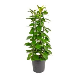 Hoya Australis - Common Wax Flower - Column -Plant potted plants Hoya australis Common Wax Flower Column Small