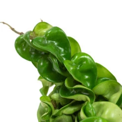 Hoya Carnosa Compacta - Rope Plant -Plant potted plants Hoya carnosa Compacta Rope Plant Close Up