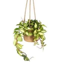 Hoya Carnosa Tricolor - Wax Plant 22 Hoya Carnosa Tricolor - Wax Plant -Plant potted plants Hoya carnosa Tricolor Wax Plant 12x20cm Igmar Hanging Plant Basket Natural 17x14cm
