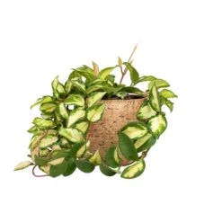 Hoya Carnosa Tricolor - Wax Plant 20 Hoya Carnosa Tricolor - Wax Plant -Plant potted plants Hoya carnosa Tricolor Wax Plant 12x20cm Karlijn Plant Pot Camel 18x16cm