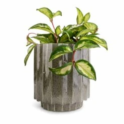 Lugano Scalloped Plant Pot - Green -Plant potted plants Hoya carnosa Tricolor Wax Plant 12x20cm Lugano Scalloped Plant Pot Green 16x16cm 9244b768 5f12 4aa9 9ddf 82896bca8a89