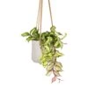 Hoya Carnosa Tricolor - Wax Plant -Plant potted plants Hoya carnosa Tricolor Wax Plant 12x20cm Patt Hanging Plant Pot Grey Washed 17x14cm
