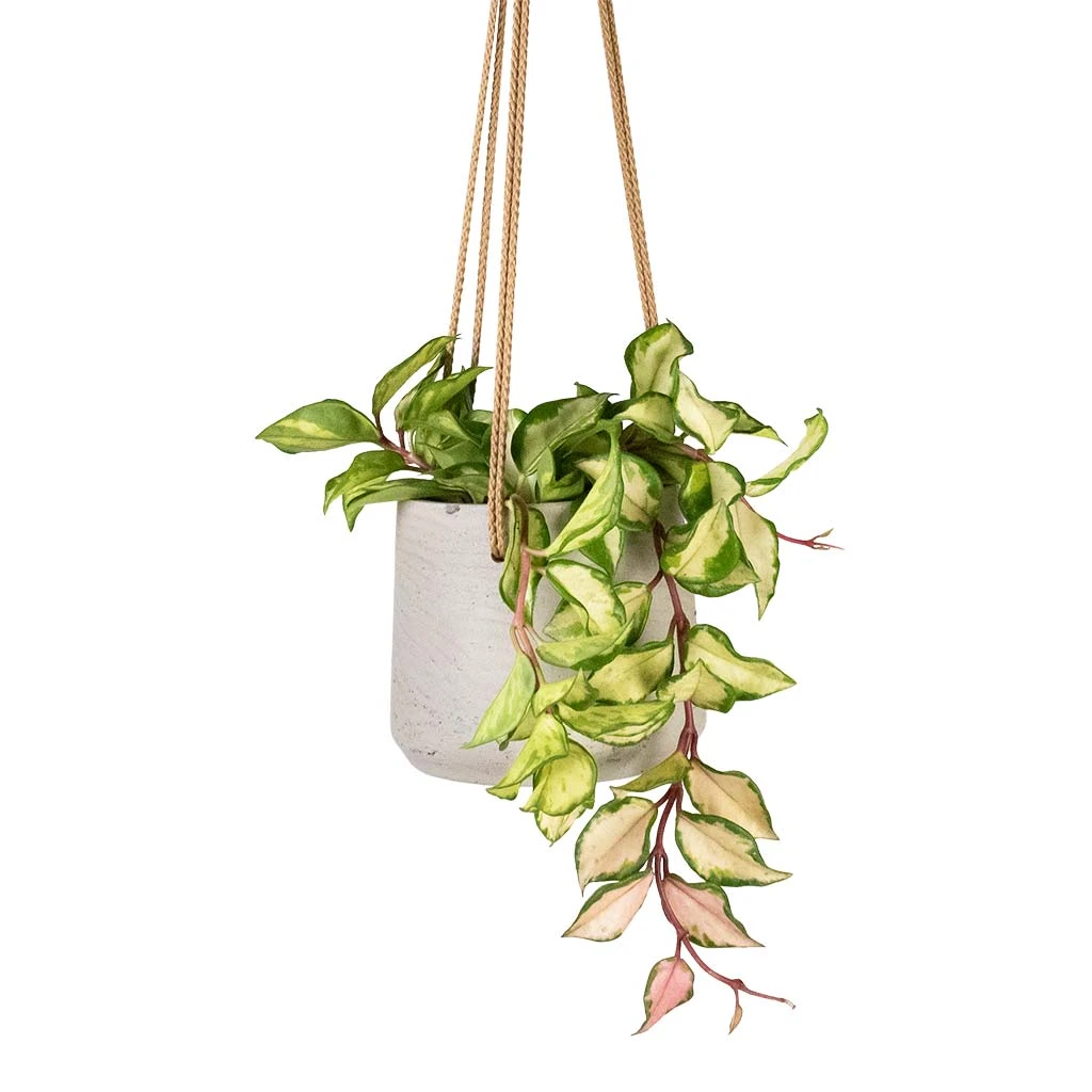 Patt Hanging Plant Pot - Grey Washed 6 Patt Hanging Plant Pot - Grey Washed - Image 4