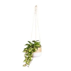 Hoya Carnosa Tricolor - Wax Plant 26 Hoya Carnosa Tricolor - Wax Plant -Plant potted plants Hoya carnosa Tricolor Wax Plant 14x25cm Bamboo Hanging Plant Pot White 16x16cm