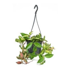 Hoya Carnosa Tricolor - Wax Plant 17 Hoya Carnosa Tricolor - Wax Plant -Plant potted plants Hoya carnosa Tricolor Wax Plant