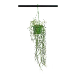 Hoya Linearis - Linear Porcelain Plant 10 Hoya Linearis - Linear Porcelain Plant -Plant potted plants Hoya linearis Linear Porcelain Plant 14cm