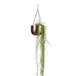 Mayfair Hanging Plant Pot - Mocha 16 Mayfair Hanging Plant Pot - Mocha -Plant potted plants Hoya linearis Linear Porcelain Plant 14x40cm Mayfair Hanging Plant Pot Mocha 21x16cm a4633362 8240 4dd6 a42f 819f23eb26c3
