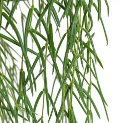 Hoya Linearis - Linear Porcelain Plant 9 Hoya Linearis - Linear Porcelain Plant -Plant potted plants Hoya linearis Linear Porcelain Plant Close Up