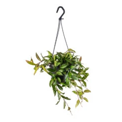 Hoya Rosita - Tropical Wax Plant -Plant potted plants Hoya rosita Tropical Wax Plant 14x20cm