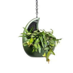Gradient Hanging Cocoon - Matt Forest -Plant potted plants Hoya rosita Tropical Wax Plant 14x20cm Gradient Hanging Cocoon Matt Forest 20x24cm 2 c76dc3af 483d 4e2c a656 49aac75c48c0