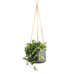 Hoya Rosita - Tropical Wax Plant -Plant potted plants Hoya rosita Tropical Wax Plant 14x20cm Patt Hanging Plant Pot Black Washed 20x17cm