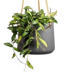 Patt Hanging Plant Pot - Black Washed 23 Patt Hanging Plant Pot - Black Washed -Plant potted plants Hoya rosita Tropical Wax Plant 14x20cm Patt Hanging Plant Pot Black Washed 20x17cm 2 3eda383f 9f22 4ad1 8f1c 7322bdff5e92