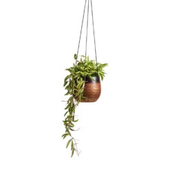 Mya Hanging Planter - Shiny Mocha -Plant potted plants Hoya wayetii Tricolor Wax Plant 14x30cm Mya Hanging Planter Shiny Mocha 18x16cm