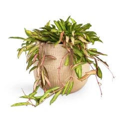 Ryan Plant Pot - Sand Gold -Plant potted plants Hoya wayetii Tricolor Wax Plant 14x40cm Ryan Plant Pot Sand Gold 18x16cm 39d8aebb 32ae 4d6e b7d1 23f87bb4c47f