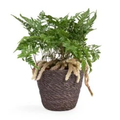 Humata Tyermannii - White Rabbit's Foot Fern -Plant potted plants Humata tyermannii White Rabbit s Foot Fern 12x20cm Igmar Plant Basket Grey 15x12cm