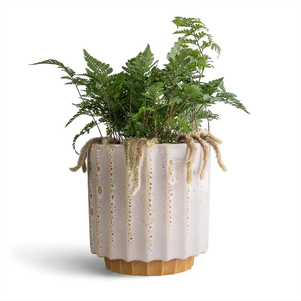 Lugano Scalloped Plant Pot - Mustard 4 Lugano Scalloped Plant Pot - Mustard - Image 2