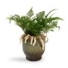 Humata Tyermannii - White Rabbit's Foot Fern 2 Humata Tyermannii - White Rabbit's Foot Fern -Plant potted plants Humata tyermannii White Rabbit s Foot Fern 13x25cm Linn Plant Pot Deep Green 15x15cm