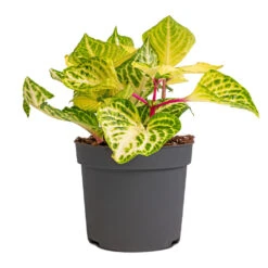 Iresine Herbstii Rich Goldstar - Yellow Bloodleaf -Plant potted plants Iresine herbstii Goldstar Yellow Bloodleaf 13cm