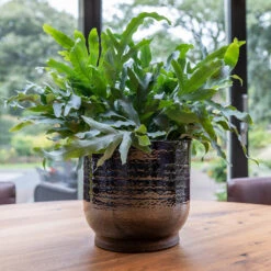 Jayla Plant Pot - Espresso -Plant potted plants Jayla Espresso 1