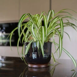 Jayla Plant Pot - Espresso -Plant potted plants Jayla Espresso 3