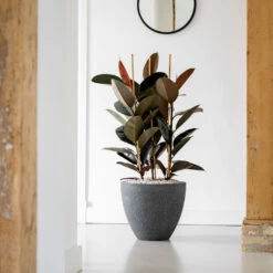 Jesslyn Granite Planter - Midnight Black -Plant potted plants Jesslyn Granite Planter Midnight Black Lifestyle 2