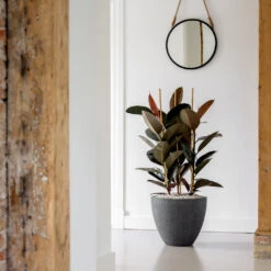 Jesslyn Granite Planter - Midnight Black -Plant potted plants Jesslyn Granite Planter Midnight Black Lifestyle 3