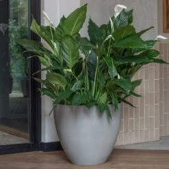 Jesslyn Refined Planter - Clouded Grey -Plant potted plants Jesslyn Refined Planter Clouded Grey Peace Lillies