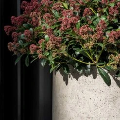 Jumbo Charlie Planter - Stone Washed -Plant potted plants Jumbo Charlie Planter Stone Washed Close Up