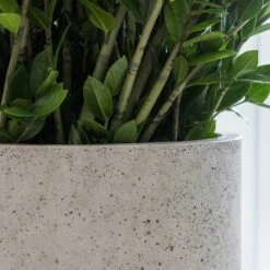 Jumbo Charlie Planter - Stone Washed -Plant potted plants Jumbo Charlie Planter Stone Washed Office Planter Close Up